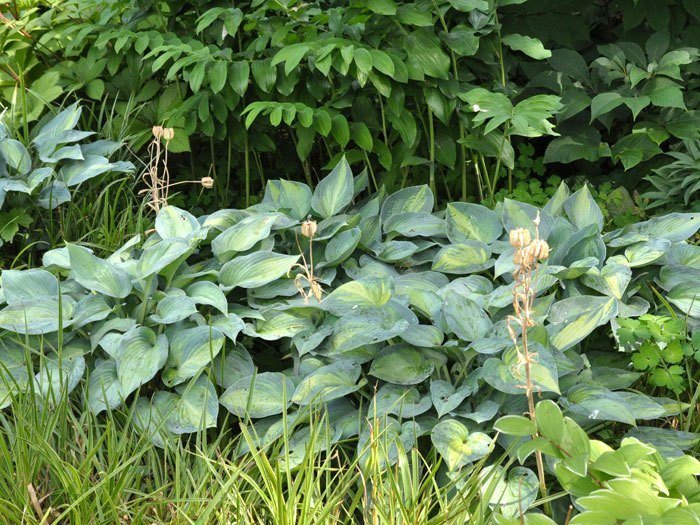 Hosta x tardiana 'June', Blaurand-Funkie, Blaugold-Funkie, Herzblattlilie