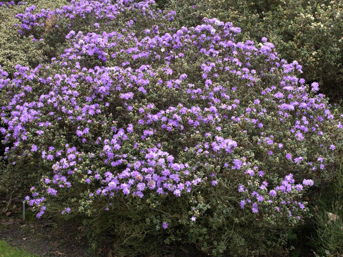 Rhododendron impeditum, immergrüner Zwerg-Rhododendron