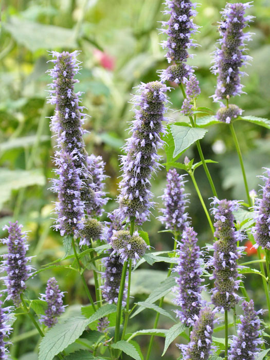 Agastache rugosa 'Black Adder'®  (M), asiatische Duftnessel 'Black Adder'