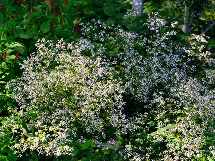 Aster divaricatus (M), Wald-Aster, Gebüsch-Aster