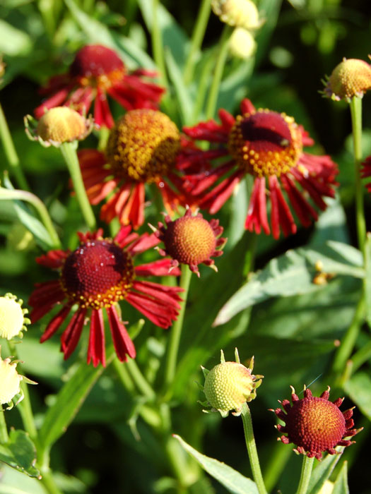 Helenium x cultorum 'Ruby Tuesday', Garten-Sonnenbraut