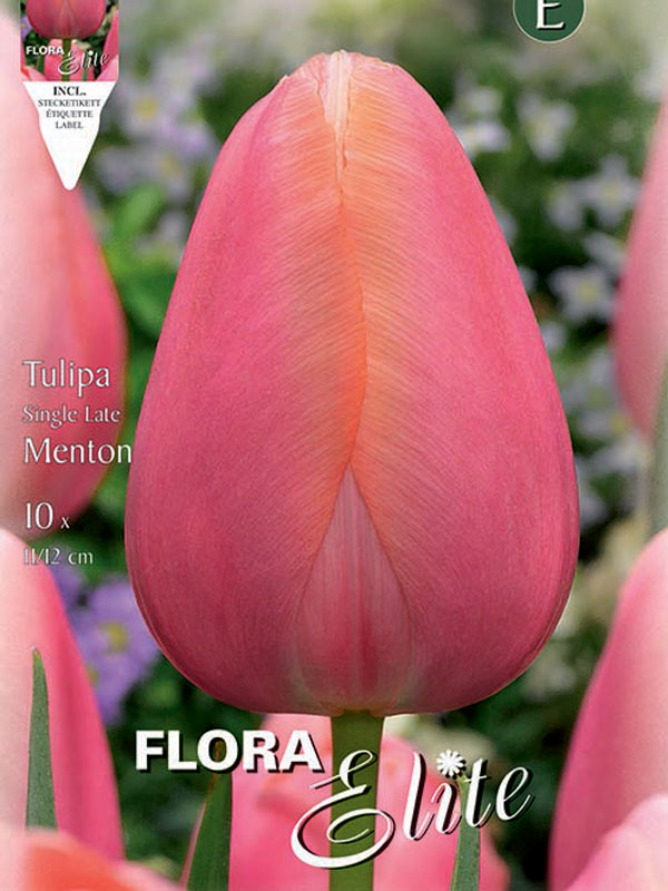 Tulpe Menton