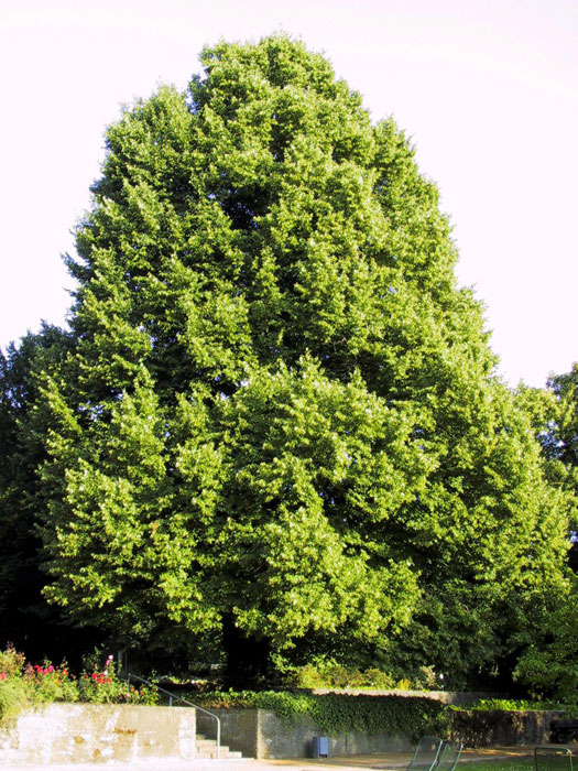 Tilia cordata, Winterlinde