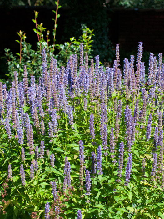 Agastache rugosa 'Blue Fortune'  (M), asiatische Duft-Nessel 'Blue Fortune'