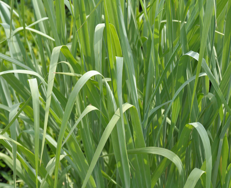 Panicum virgatum 'Dallas Blues', Ruten-Hirse