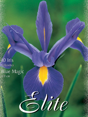 Holländische Iris 'Blue Magic', Iris hollandica (Art.Nr. 596900)