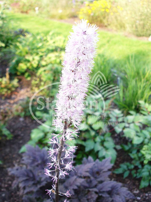 Cimicifuga ramosa 'Pink Spike', September-Silberkerze, Trauben-Silberkerze