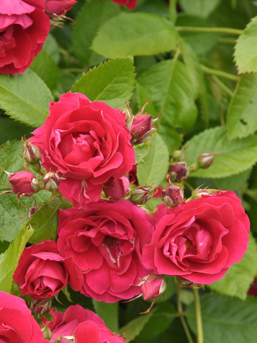 Blüte der Rose Flammentanz