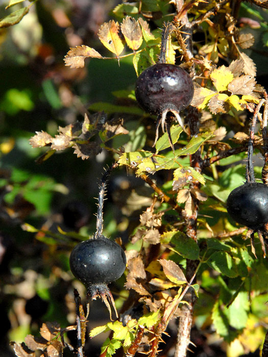 Rosa pimpinellifolia (spinosissima), Bibernellrose