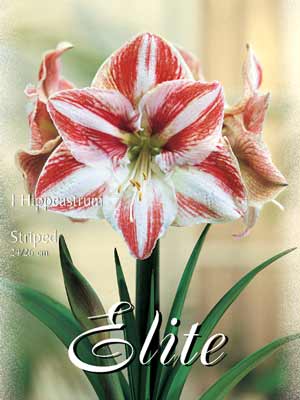 Amaryllis gestreift, Hippeastrum (Art.Nr. 596376)