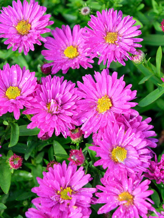 Aster dumosus 'Starlight', Kissen-Aster, Herbst-Aster