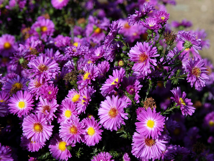 Aster novi-belgii 'Karminkuppel', Glattblatt-Aster