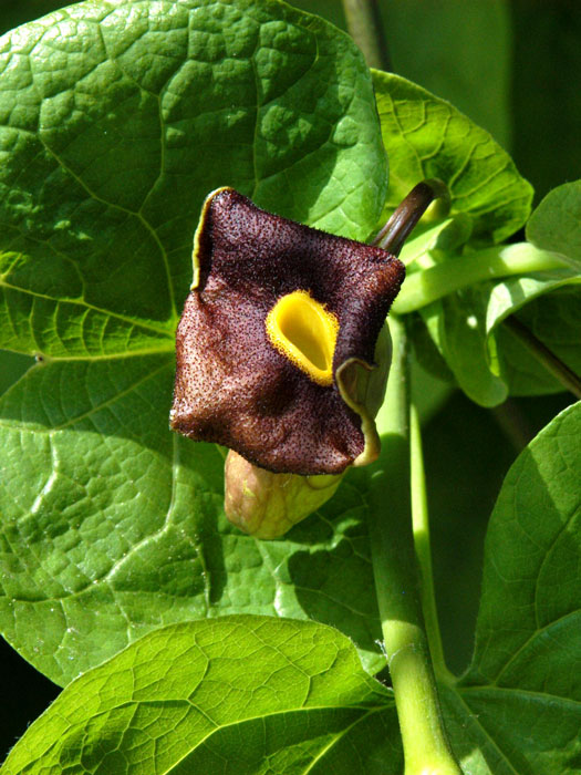 Blüte und Blatt der Pfeifenwinde