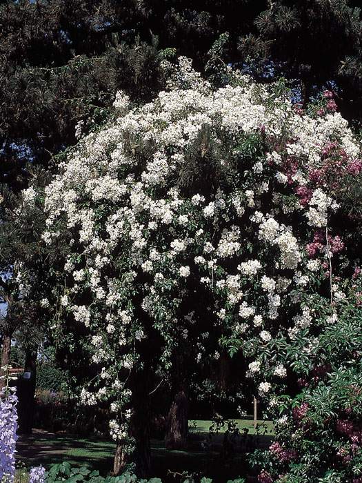 Ramblerrose Filipes Kifstgate