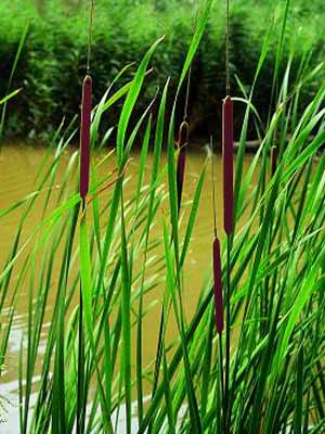 Typha angustifolia, Schmalblättriger Rohrkolben