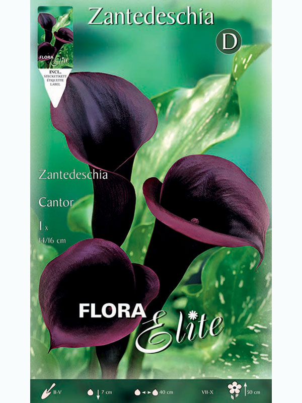 Calla 'Cantor', Zantedeschia (Art.Nr. 5221530)