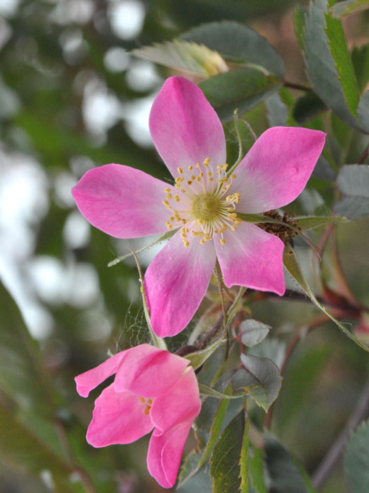 Rosa glauca, rotblättrige Rose, blaue Hechtrose