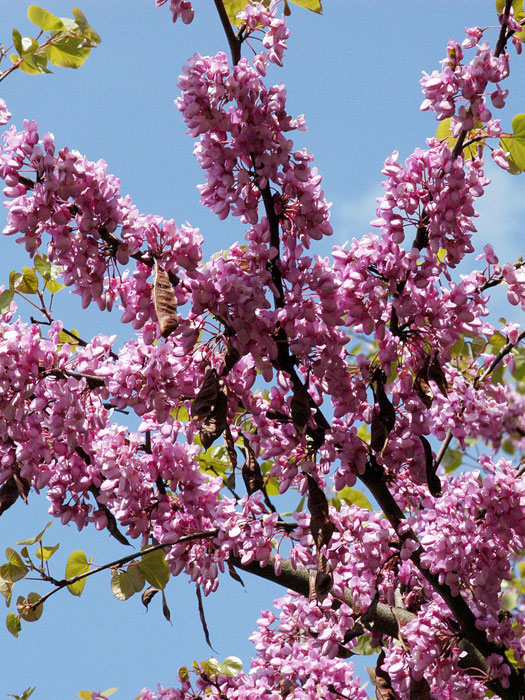 Blüte des Judasbaum