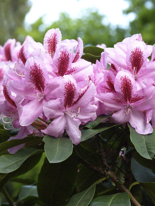 Rhododendron 'Furnivall's Daughter' INKARHO®