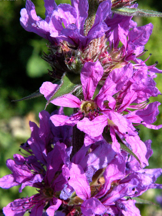 Lythrum salicaria (M),  Blutweiderich