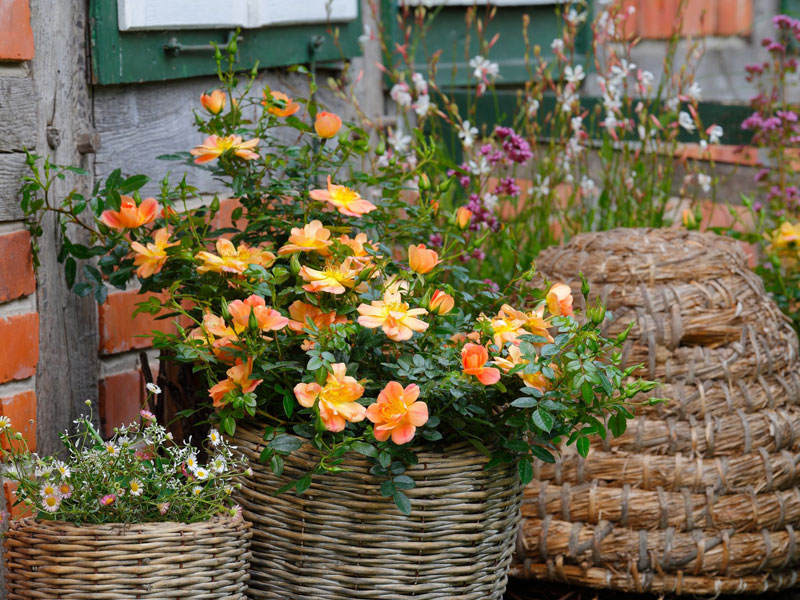 Bodendeckerrose 'Bienenweide-Apricot' ® - Tantau