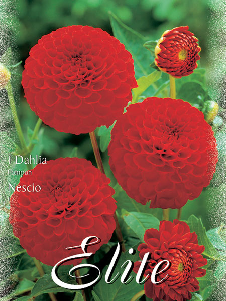 Pompon-Dahlie 'Nescio', Dahlia (Art.Nr. 520450)