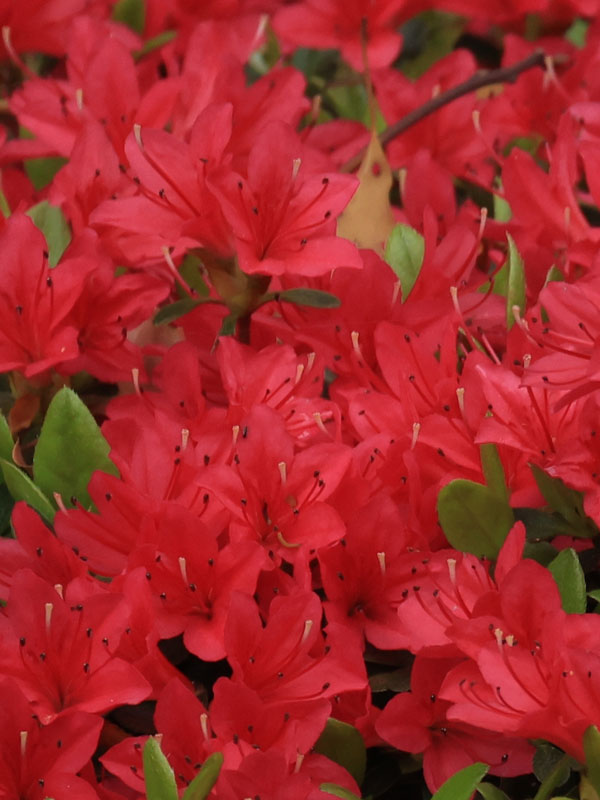 Rhododendron obtusum 'Hot Shot Variegated', wintergrüne japanische Gartenazalee