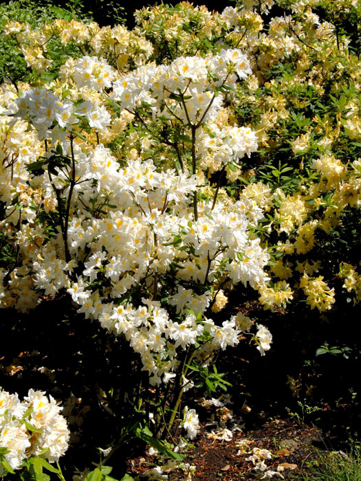 Rhododendron luteum 'Persil', sommergrüne japanische Gartenazalee