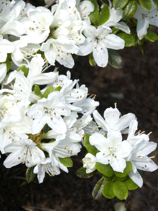 Rhododendron obtusum 'Kermesina Alba', wintergrüne japanische Zwergazalee