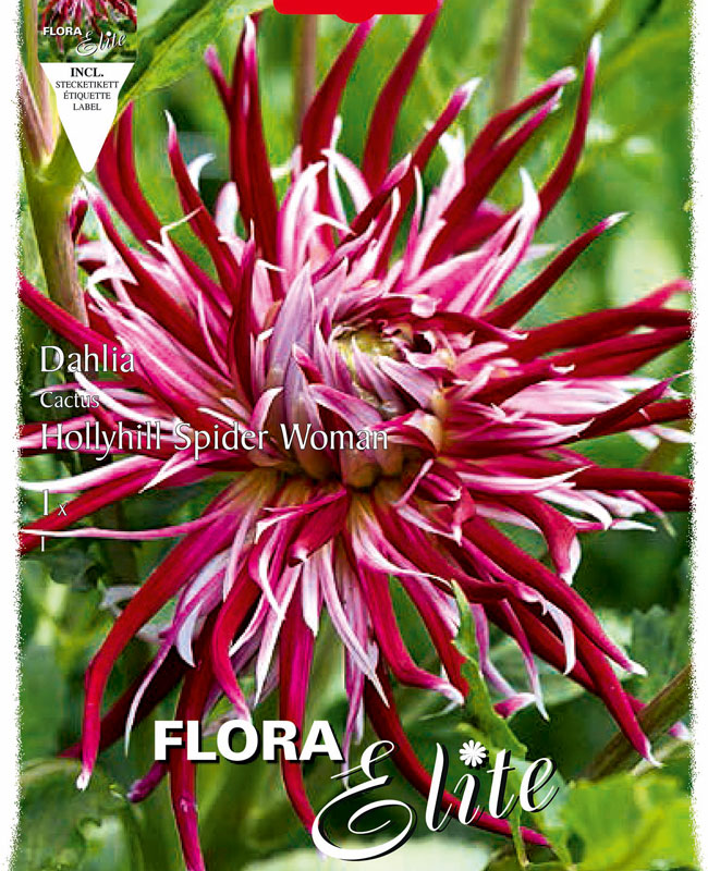 Kaktus-Dahlie 'Hollyhill Spiderwoman', Dahlia (Art.Nr. 520037)