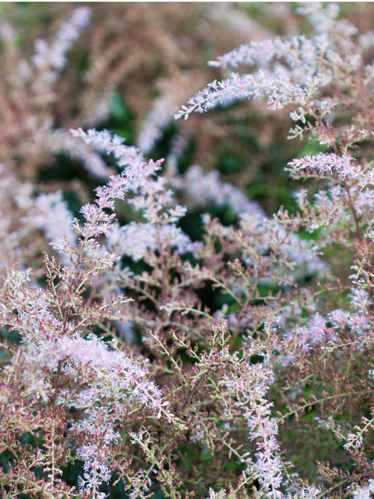 Die Gartenspiere 'Sprite' während ihrer Blüte