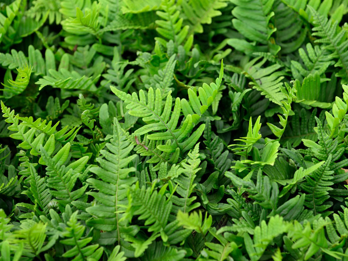 Polypodium vulgaris, Tüpfelfarn, Engelsüß