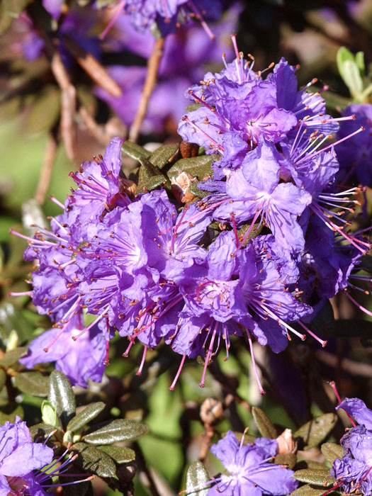 Rhododendron impeditum 'Azurika'