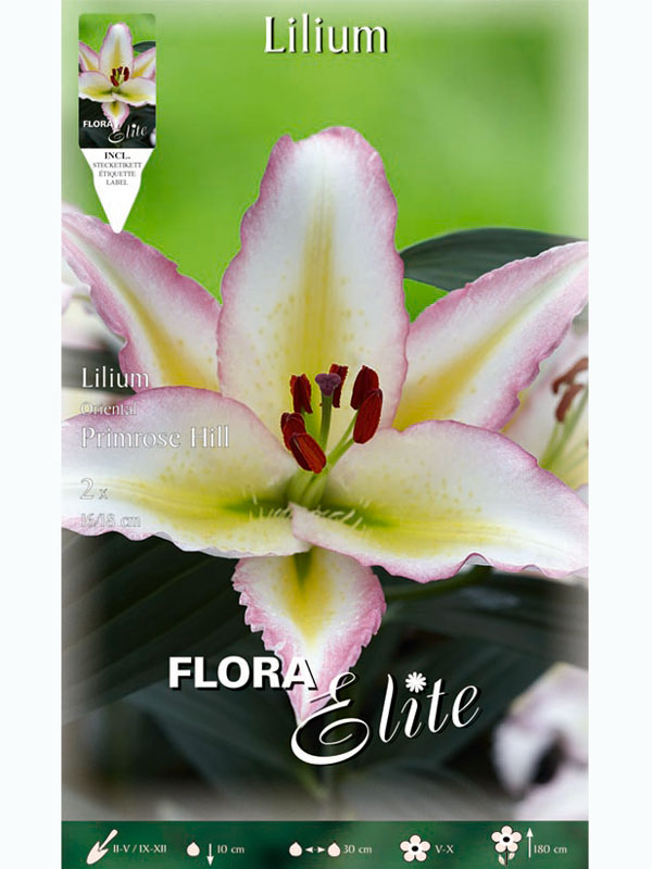 Orientalische Lilien-Hybride 'Primrose Hill', Lilium (Art.Nr. 5217248)