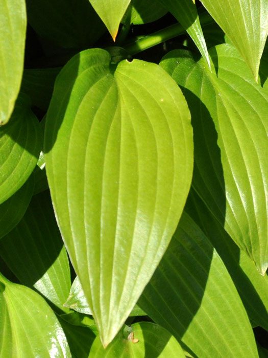 Hosta lancifolia, Lanzen-Funkie, Herzblatt-Lilie