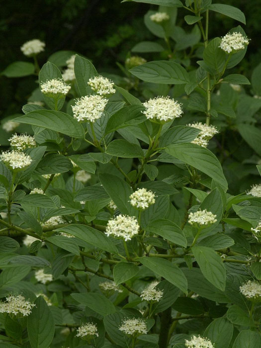 Weiße Blüte des Hartriegels