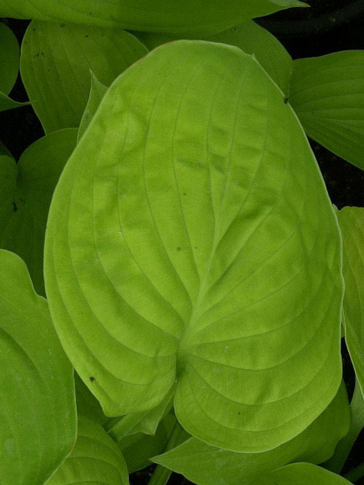 Hosta sieboldiana 'August Moon', Goldblatt-Funkie, Herzblatt-Lilie