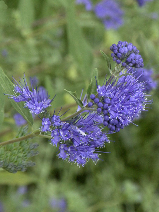 Dunkel-Violette Blüte der Bartblume 'Heavenly Blue'