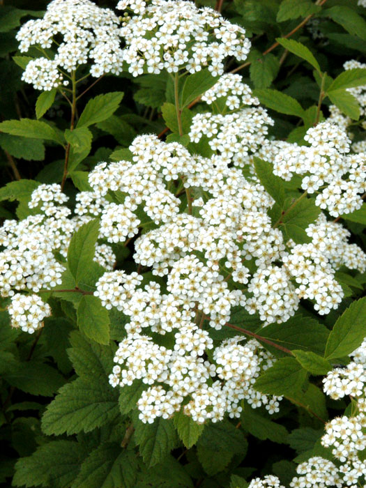 Spiraea decumbens, Zwergspiere, Polster Spiere, Kärntner Spiere