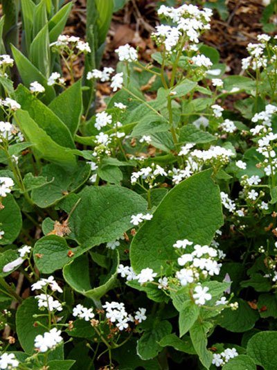 Brunnera macrophylla 'Betty Bowering' Kaukasus-Vergissmeinnicht