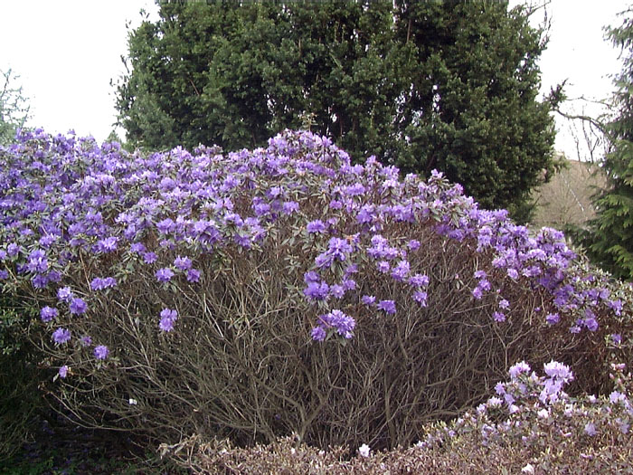 Rhododendron russatum 'Gletschernacht'