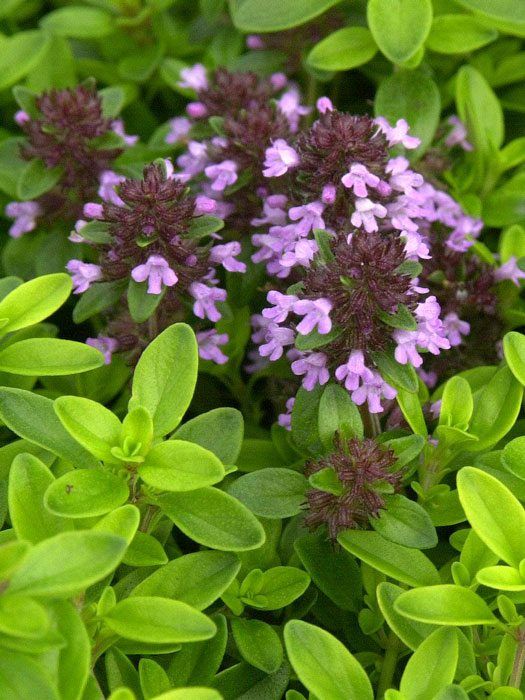 Gelber Zitronenthymian, Thymus citriodorus 'Golden Dwarf'