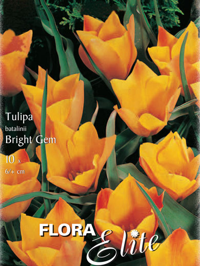 Botanische Tulpe 'Bright Gem' (Art.Nr. 595652)