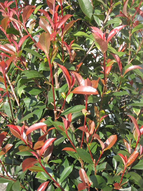 Photinia fraseri 'Dicker Toni', kompakte Glanzmispel