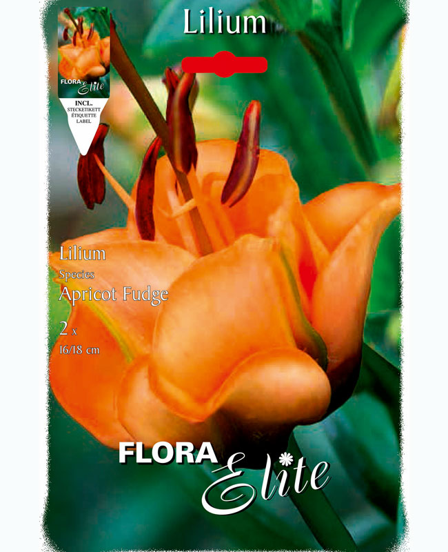 Lilie - LA-Hybride, Lilium 'Apricot Fugde' (Art.Nr. 5970080)