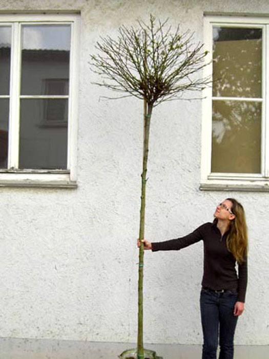 Catalpa bignonioides nana, Kugel-Trompetenbaum - Hochstamm