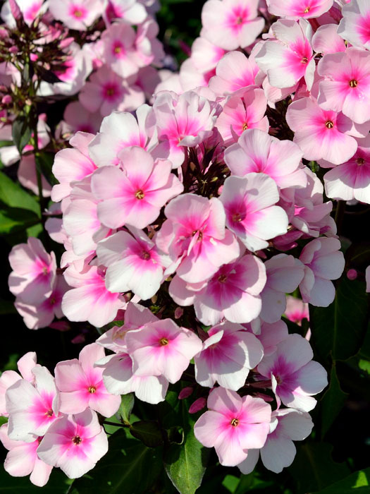 Phlox paniculata 'Bright Eyes' (M), Flammenblume, Sommerphlox