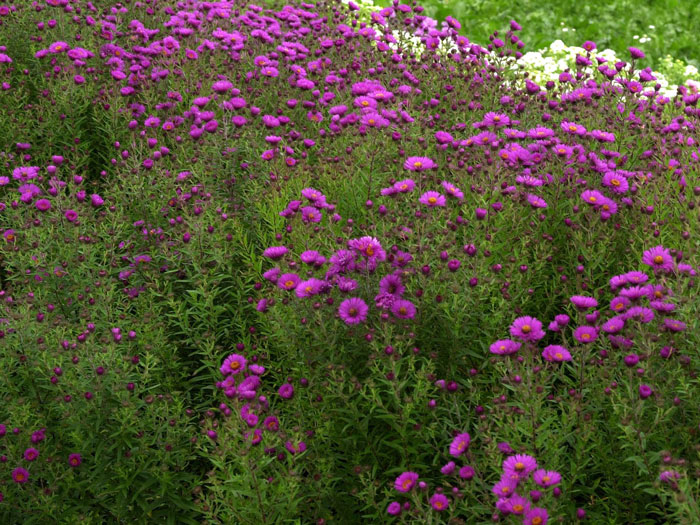 Aster novae-angliae 'Andenken an Paul Gerber', Raublatt-Aster