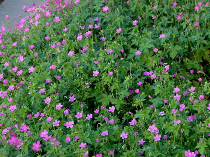 Geranium endressii  (M), Pyrenäen-Storchschnabel