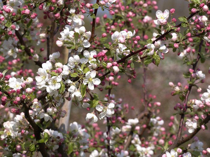 Malus Evereste, Zierapfel - Hochstamm